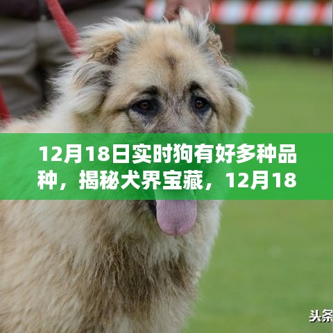 揭秘犬界寶藏，犬類品種的多樣性與實(shí)時(shí)了解（12月18日）