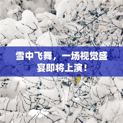 雪中飛舞，一場視覺盛宴即將上演！