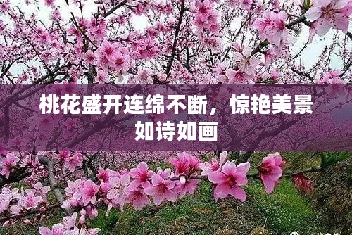 桃花盛開連綿不斷，驚艷美景如詩如畫