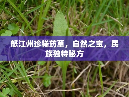 怒江州珍稀藥草，自然之寶，民族獨(dú)特秘方