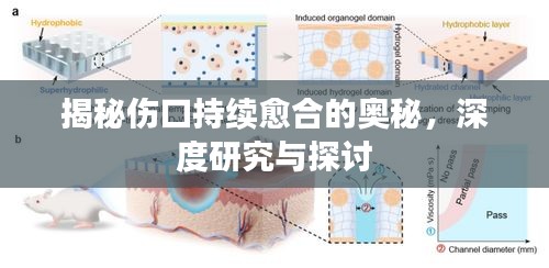 揭秘傷口持續(xù)愈合的奧秘，深度研究與探討