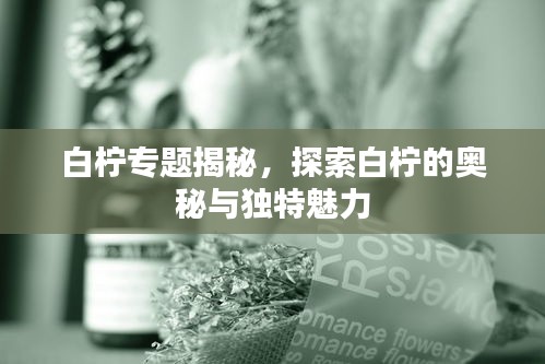 白檸專題揭秘，探索白檸的奧秘與獨(dú)特魅力