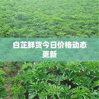 白芷鮮貨今日價格動態(tài)更新