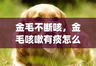 金毛不斷咳，金毛咳嗽有痰怎么治療 