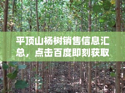 平頂山楊樹銷售信息匯總，點擊百度即刻獲??！