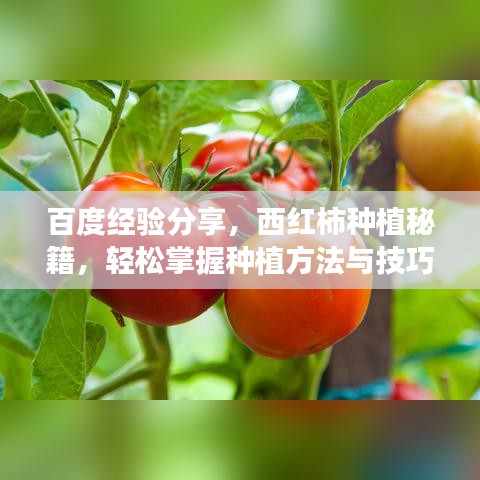 百度經(jīng)驗分享，西紅柿種植秘籍，輕松掌握種植方法與技巧！