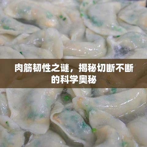 肉筋韌性之謎，揭秘切斷不斷的科學(xué)奧秘